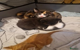 Mixed Breed cats for sale: 5 beautiful kittens, 2 semi long haired.  ❤️ - Image 2