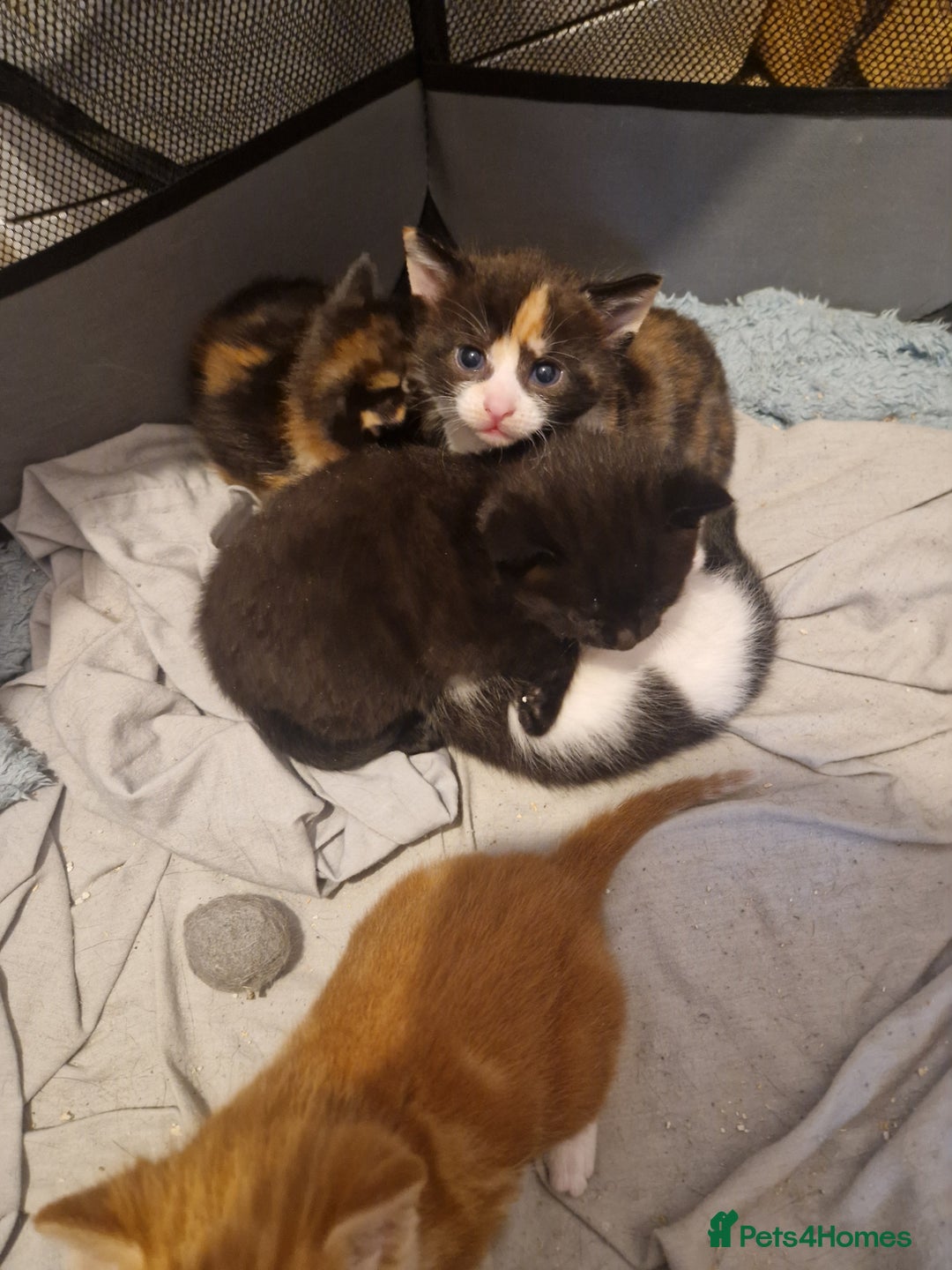 Mixed Breed cats for sale: 5 beautiful kittens, 2 semi long haired.  ❤️ - Image 2