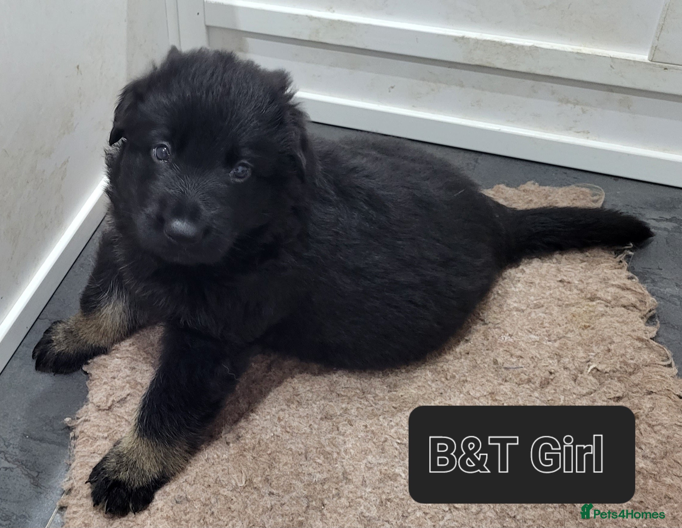 German Shepherd dogs Stunning GSD Litter - Advert 13