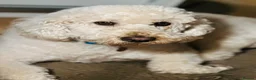 Labradoodle dogs for sale: Labradoodle Puppies - Wonderful Temperaments - Advert 9