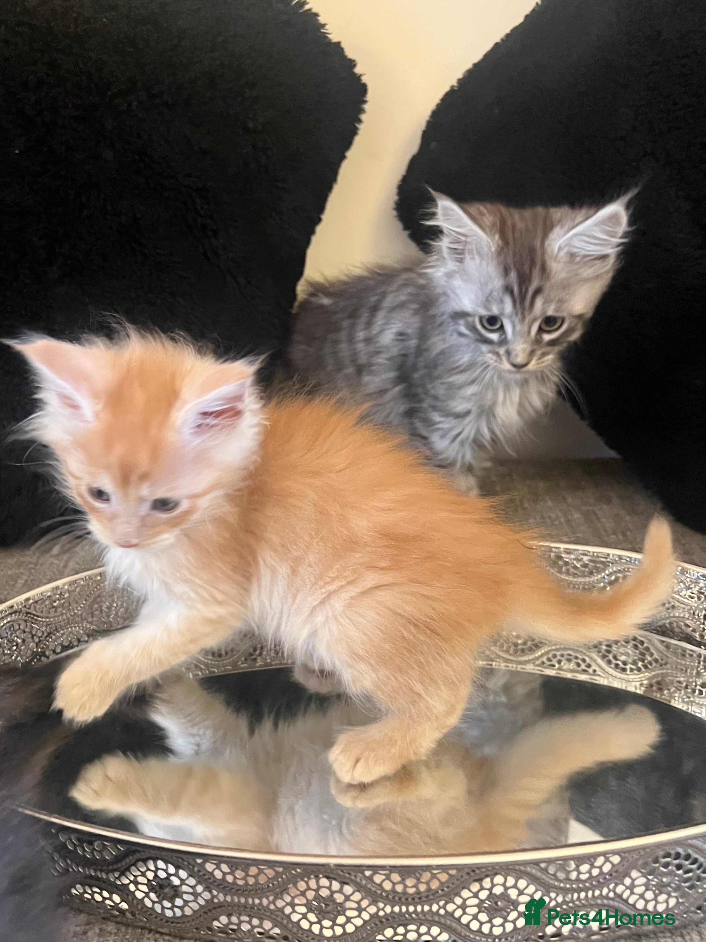 Maine Coon cats Pure Breed Pedigree Champion Lineage Ginger boys  - Advert 16