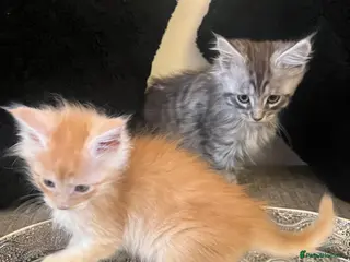 Maine Coon cats Pure Breed Pedigree Champion Lineage Ginger boys - Advert 16