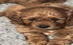 Cavapoo dogs for sale: Strong chunky cavapoo boy puppies ❤️ - Image 11
