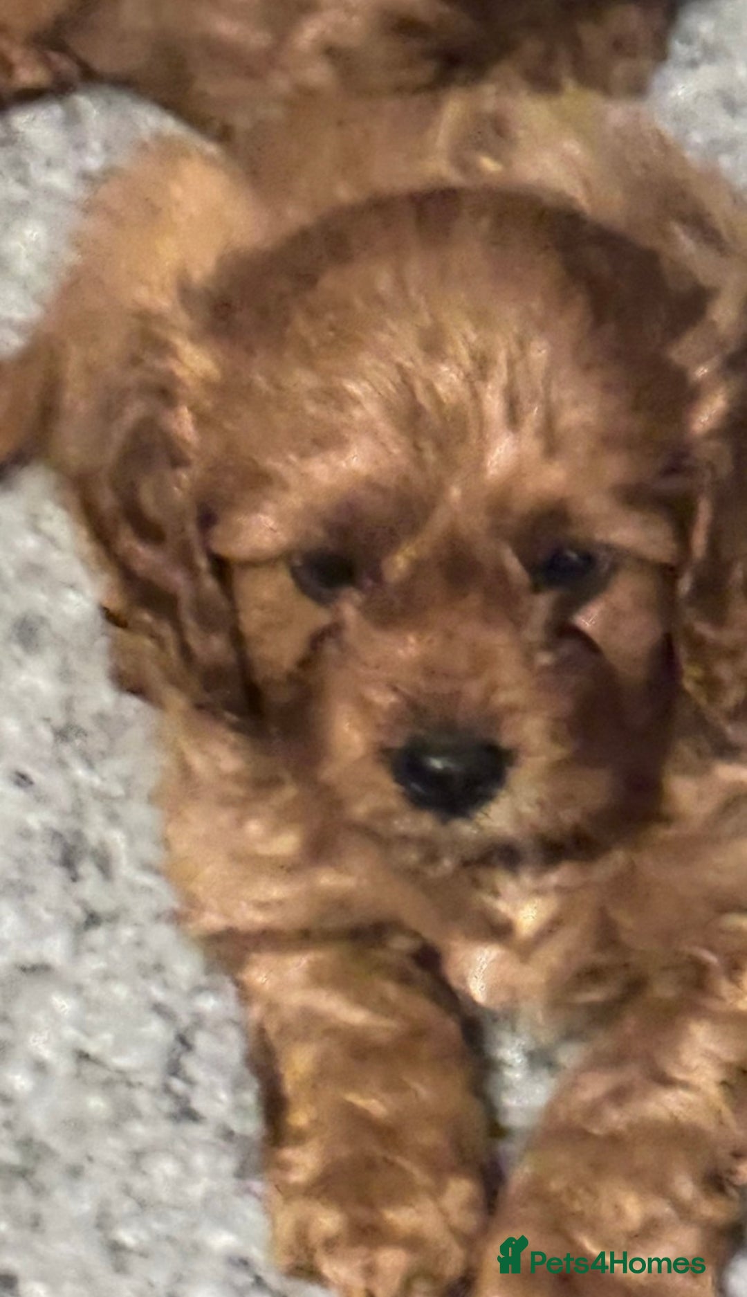Cavapoo dogs for sale: Strong chunky cavapoo boy puppies ❤️ - Image 11