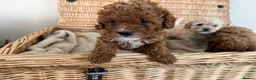 Cavapoo dogs for sale: Beautiful curly Cavapoo pups 5 🌟 licensed breeder - Advert 9