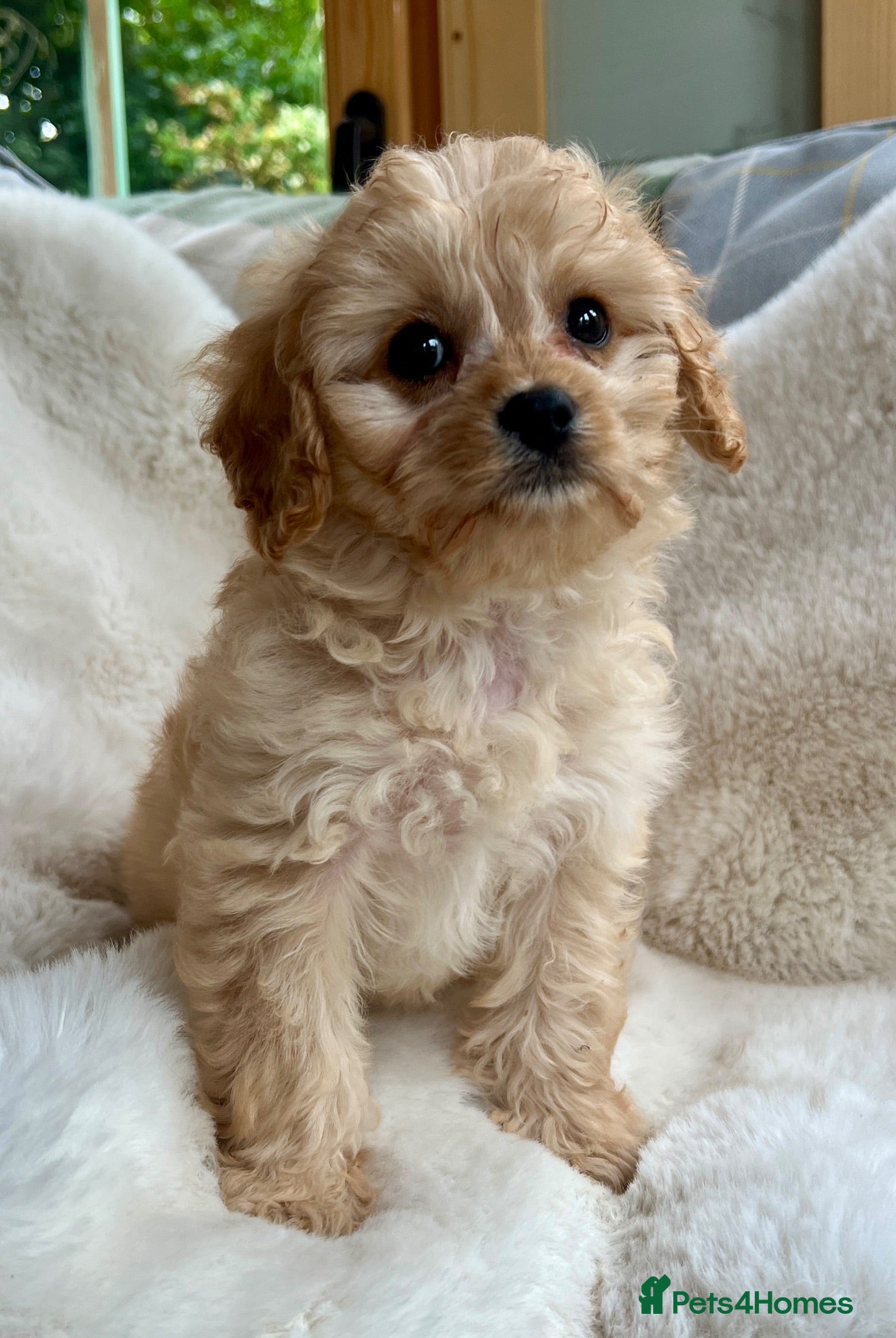 Cavapoo dogs Stunning F1 Cavapoo  - Advert 1