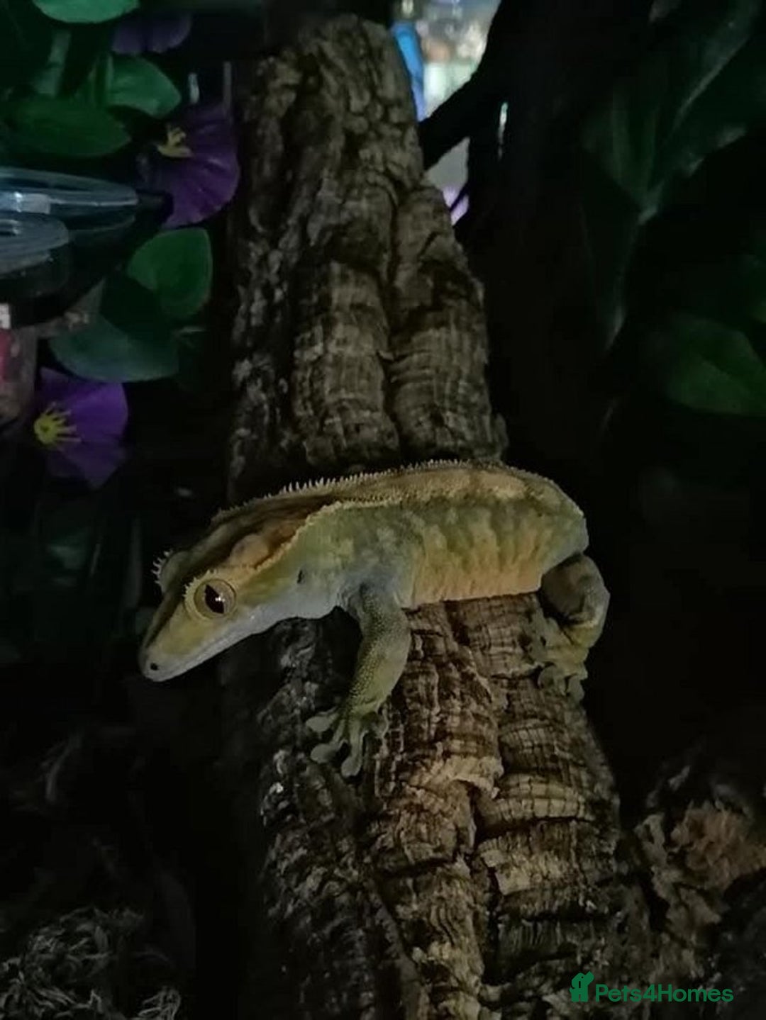 Gecko reptiles for sale: Cr sted Gecko high-end female - Image 5
