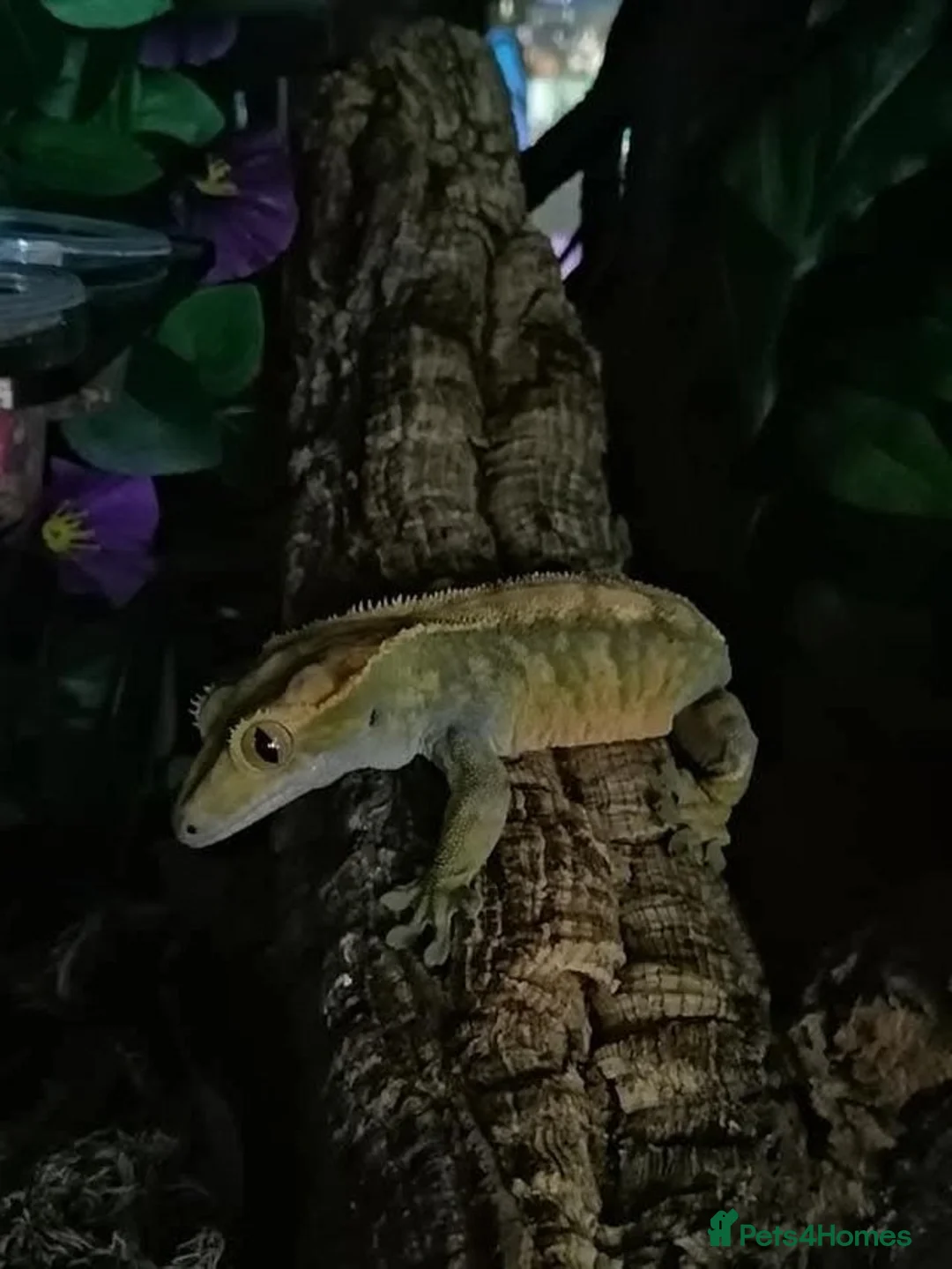 Gecko reptiles for sale: Cr sted Gecko high-end female - Advert 5