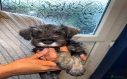Miniature Schnauzer dogs for sale: Ready for our forever home’s miniature schnauzers  - Image 25