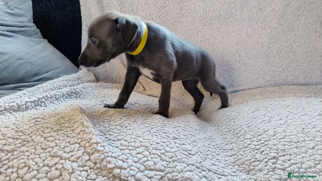 Whippet dogs for sale: Whippet KC Registered - (Solid) Blue Puppies in Wigan - Advert 8