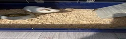 Guinea Pig rodents for sale: 2 male guinea pigs - Advert 5