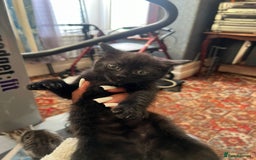 British Shorthair cats for sale: Kittens For Sale - Advert 5