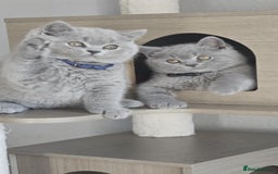 British Shorthair cats for sale: (READY NOW) Show Quality Champions 🥇🏆BSH GCCF - Image 8