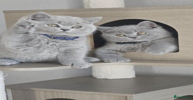 British Shorthair cats - Advert 2