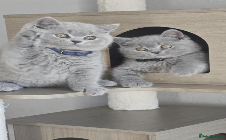 British Shorthair cats - Advert 10