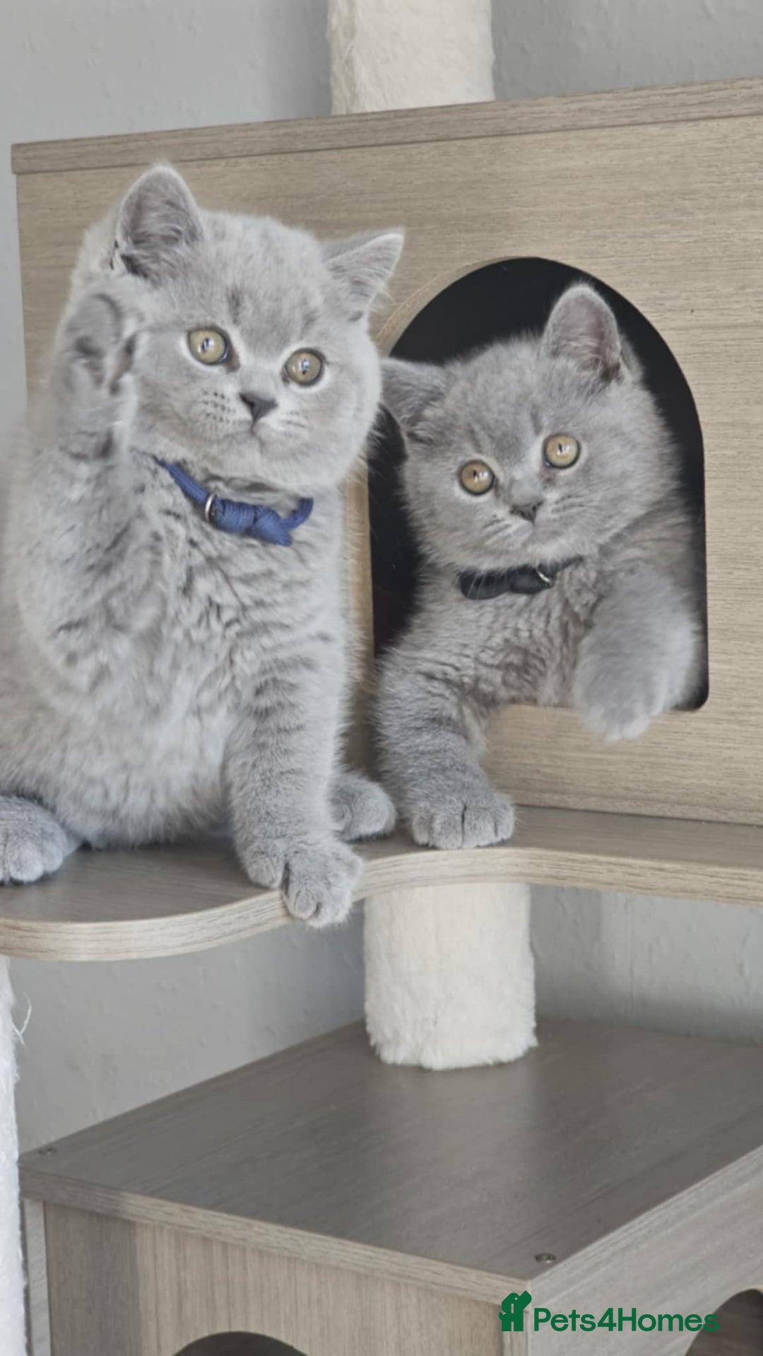 British Shorthair cats for sale: (READY NOW) Show Quality Champions 🥇🏆BSH GCCF - Image 8