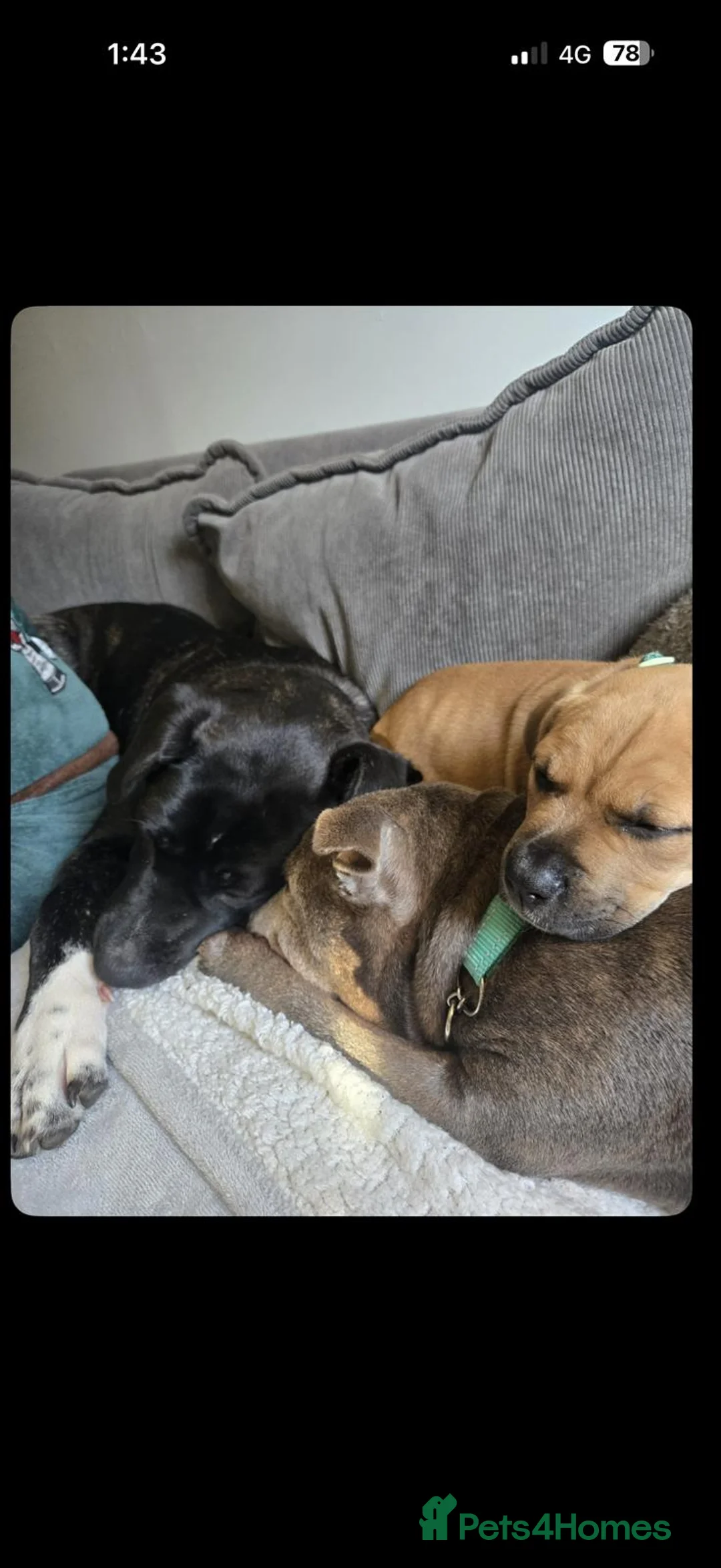 Mixed Breed dogs for sale: 7 month old female - Advert 8