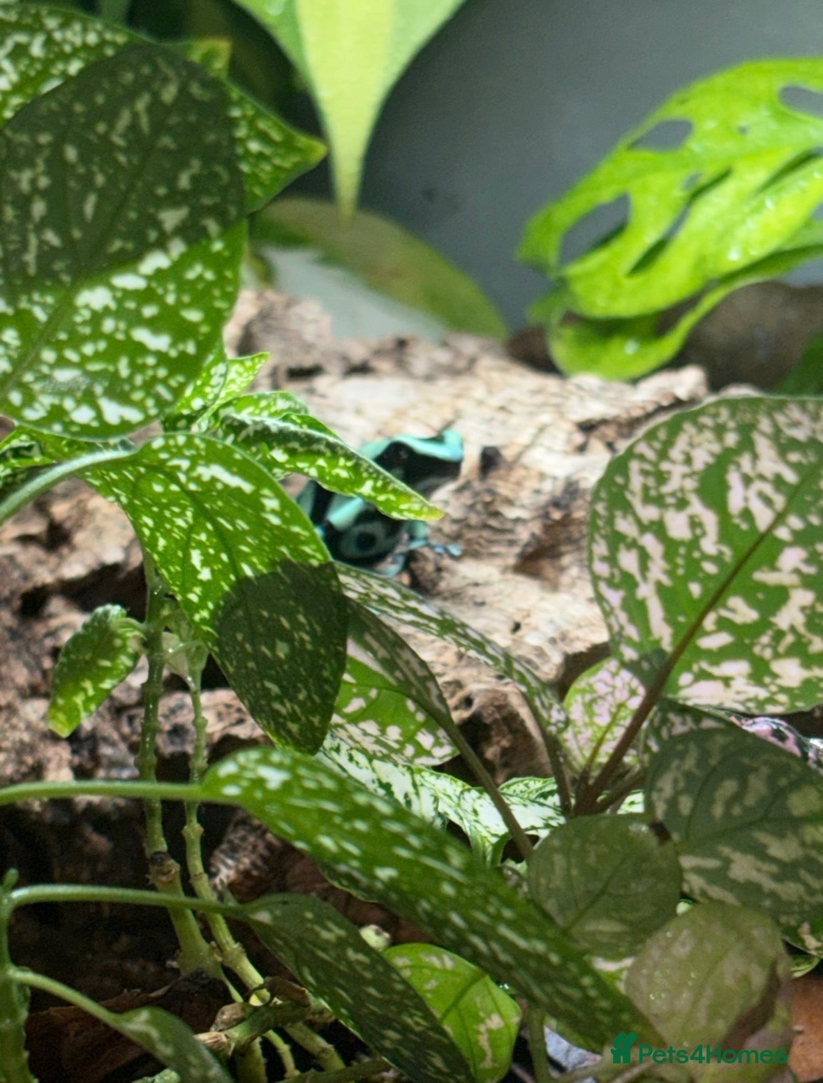 Frog reptiles for sale: Posion Dart frogs and whites tree frog  - Advert 1