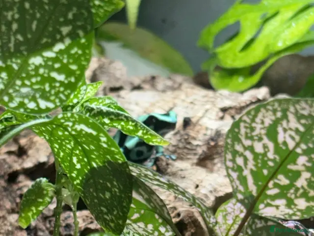 Frog reptiles for sale: Posion Dart frogs and whites tree frog - Advert 1