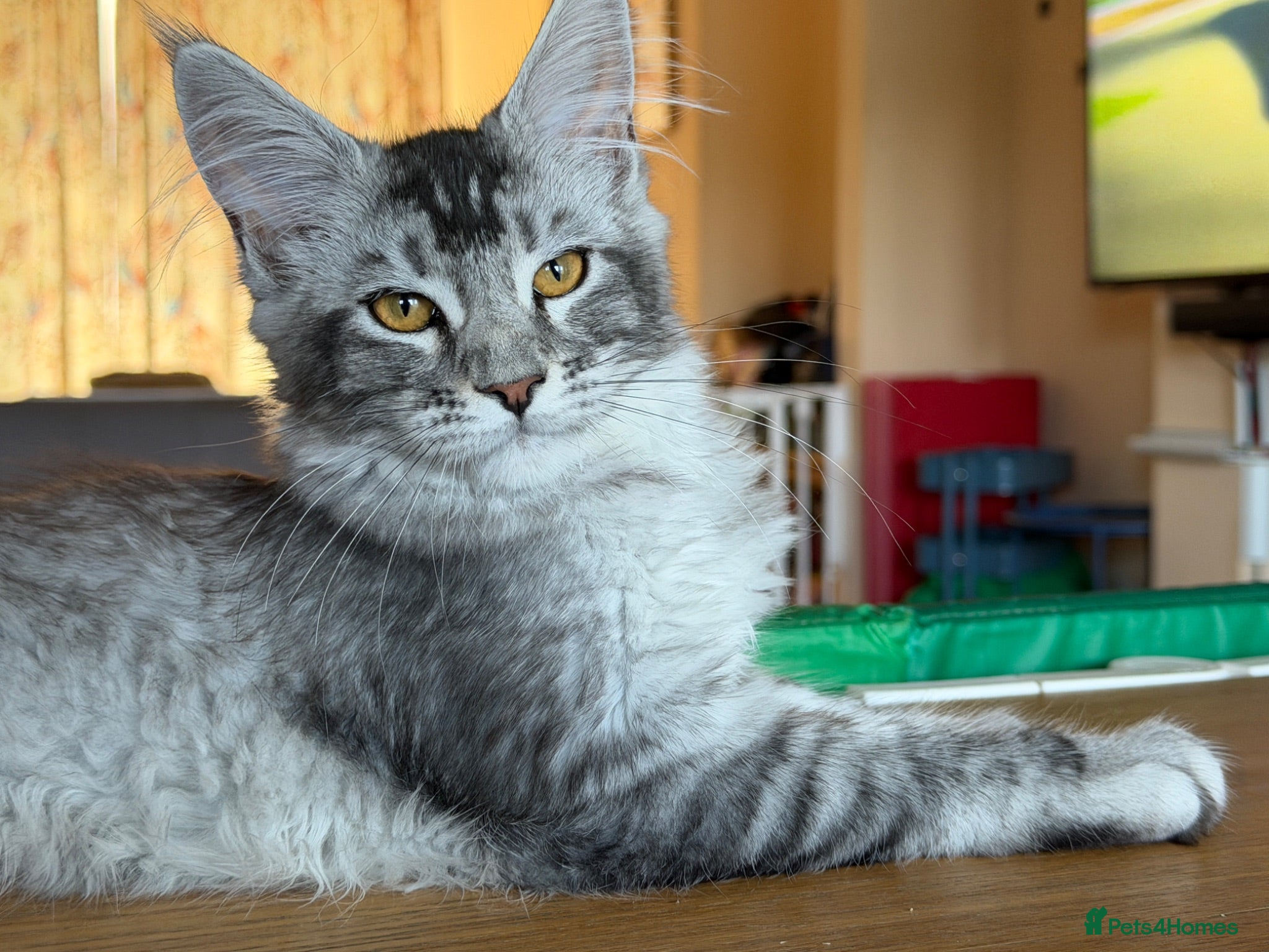 Maine Coon cats TICA Pedigree Maine coon🧬health tested - Advert 2
