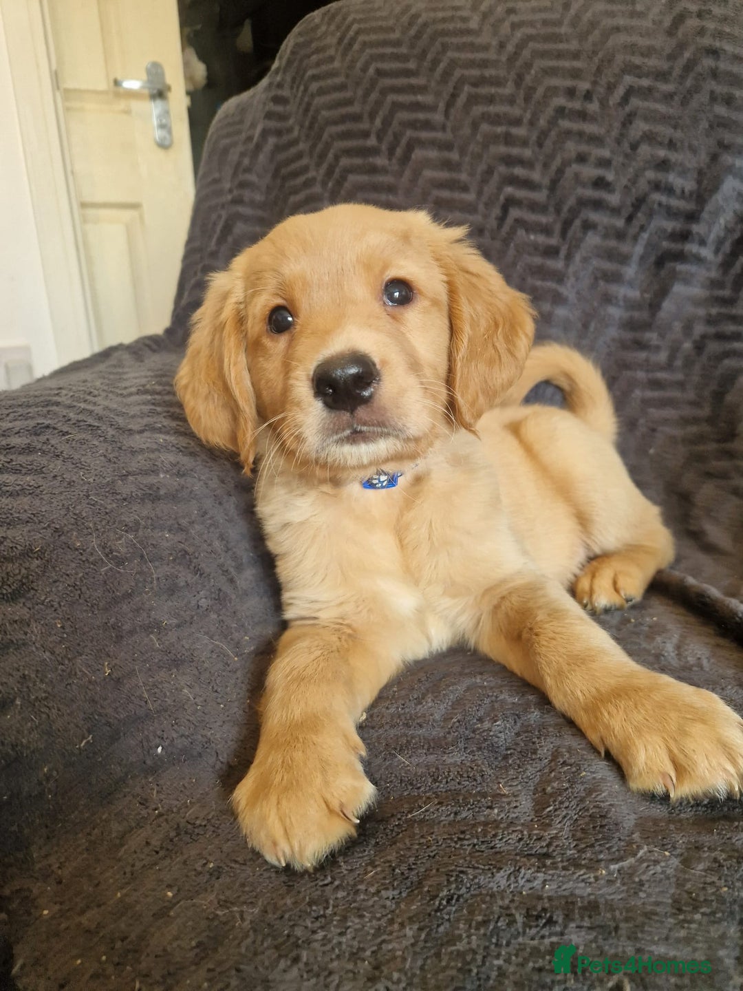 Golden Retriever dogs for stud: Very Experienced Golden retriever stud in Telford - Advert 2