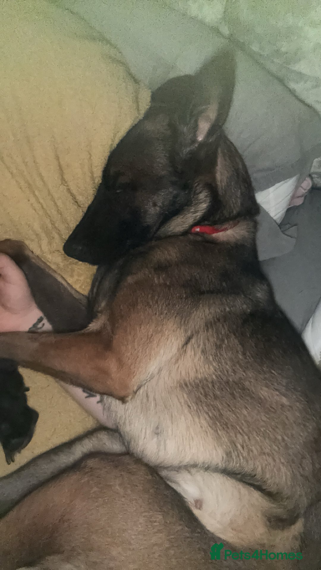 Mixed Breed dogs for sale: 1 belgian shepherd and 1 Sheprador - Image 5