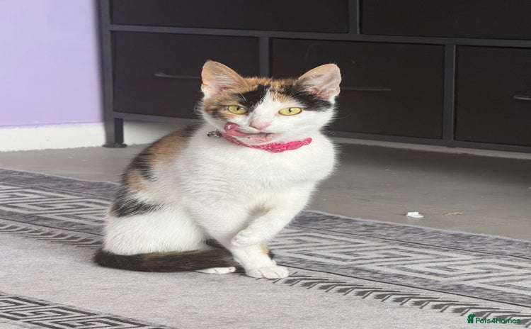 Mixed Breed cats - Advert 1