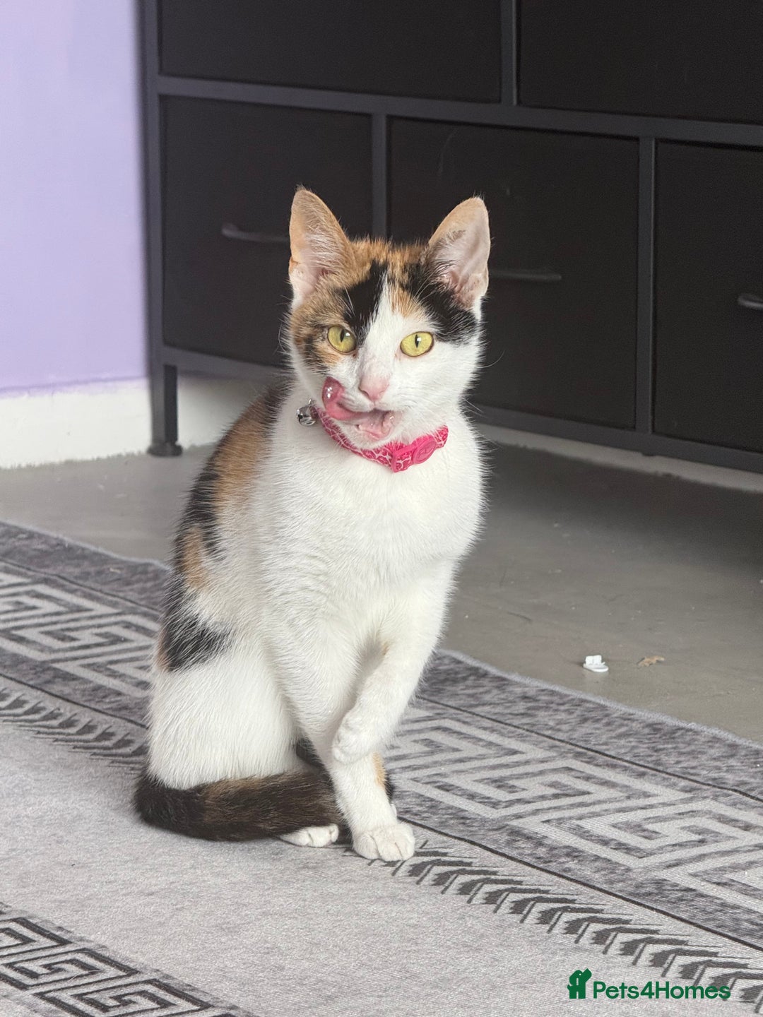 Mixed Breed cats for sale: Pick up only beautiful girl  - Image 1