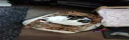 Mixed Breed cats for sale: **Black and white handsome male cat**  - Advert 7