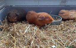 Guinea Pig rodents for sale: Baby male guinea pig pairs - Image 4