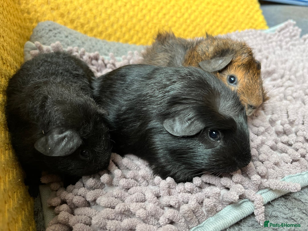 Guinea Pig rodents for sale: 3 x baby boy guinea pigs - Image 6