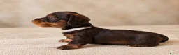 Miniature Dachshund dogs for sale: Miniature chocolate wirehaired dachshunds  - Advert 3