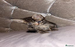 British Shorthair cats for sale: female mixed tabby breed from 🐢shell calico  - Image 3