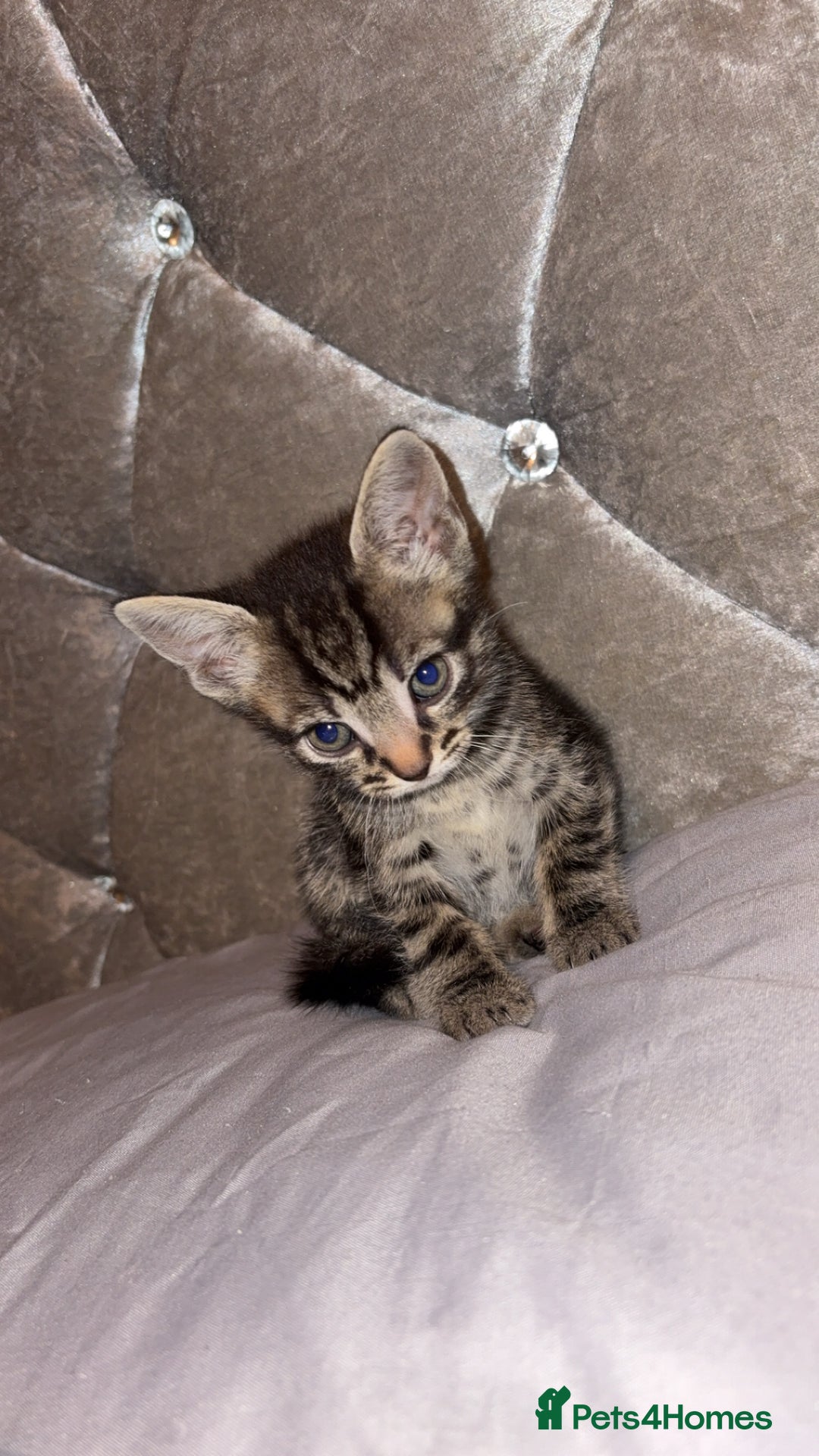 British Shorthair cats for sale: female mixed tabby breed from 🐢shell calico  - Image 3