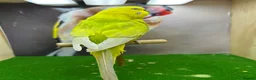 Budgerigars birds for sale: Mixed budgies  - Advert 8