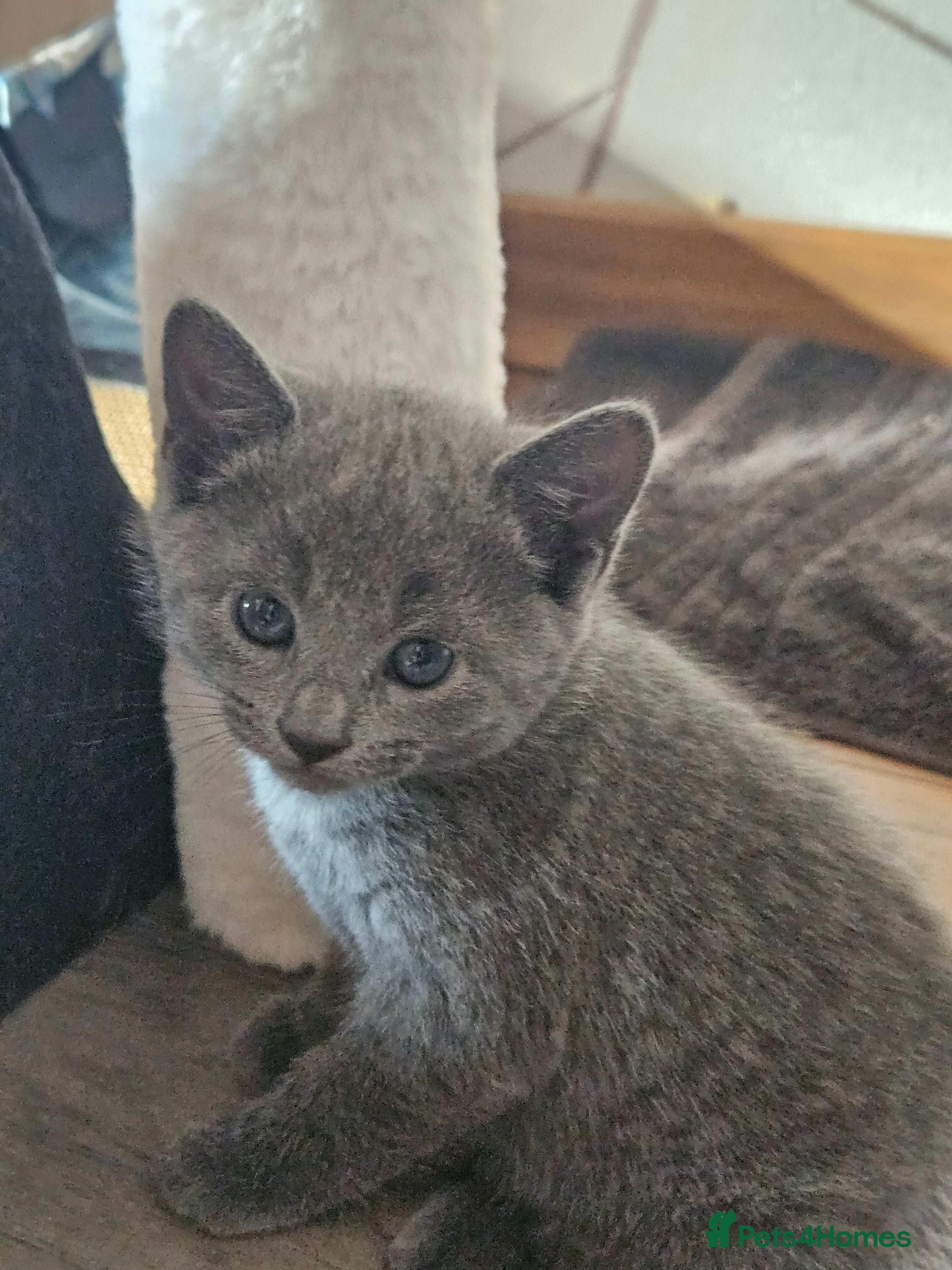 Russian Blue cats Russian Blue Kittens in Dagenham - Advert 1