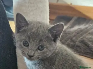 Russian Blue cats Russian Blue Kittens in Dagenham - Advert 6