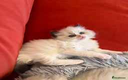 Ragdoll cats for sale: Chunky Quality EU Ragdoll babies - Image 16