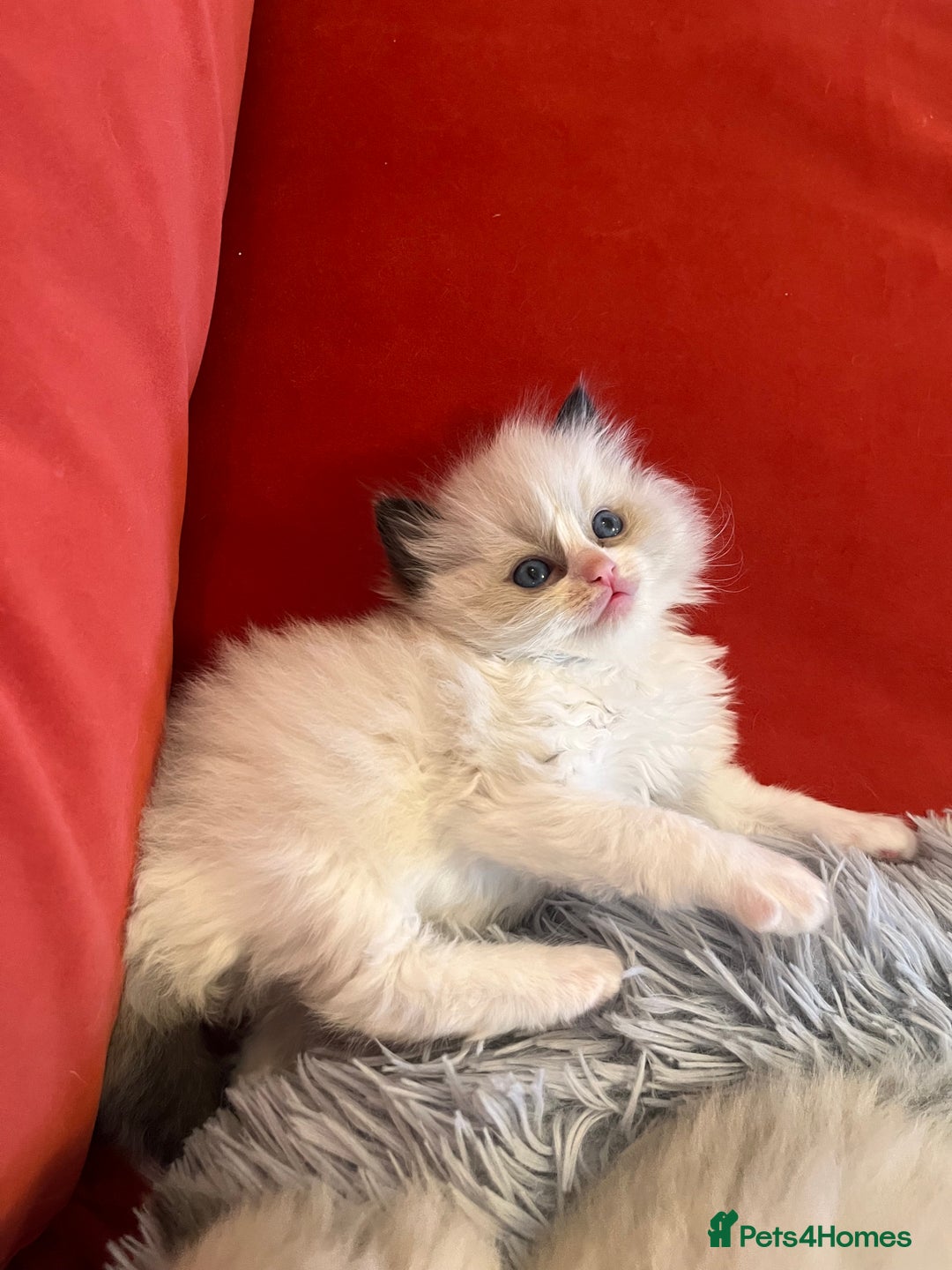 Ragdoll cats for sale: Chunky Quality EU Ragdoll babies - Image 16
