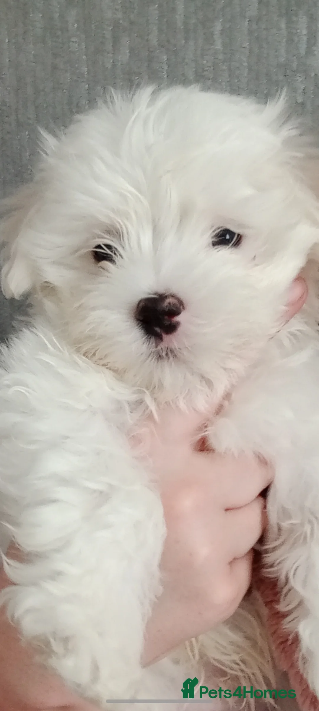 Maltese dogs for sale: Beautiful Maltese Boy Hypoallergenic - Advert 14