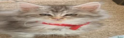 Maine Coon cats for sale: 7 adorable pedigree maine coon kittens - Advert 8