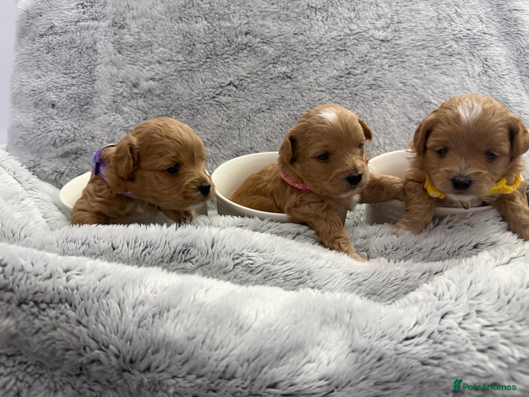Maltipoo dogs for sale: Beautiful Tiny Maltipoo Tree girls 🐶🐾💝💝💝 - Advert 8