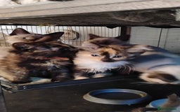 Ragdoll cats for sale: 3/4 ragdoll kittens - Image 1