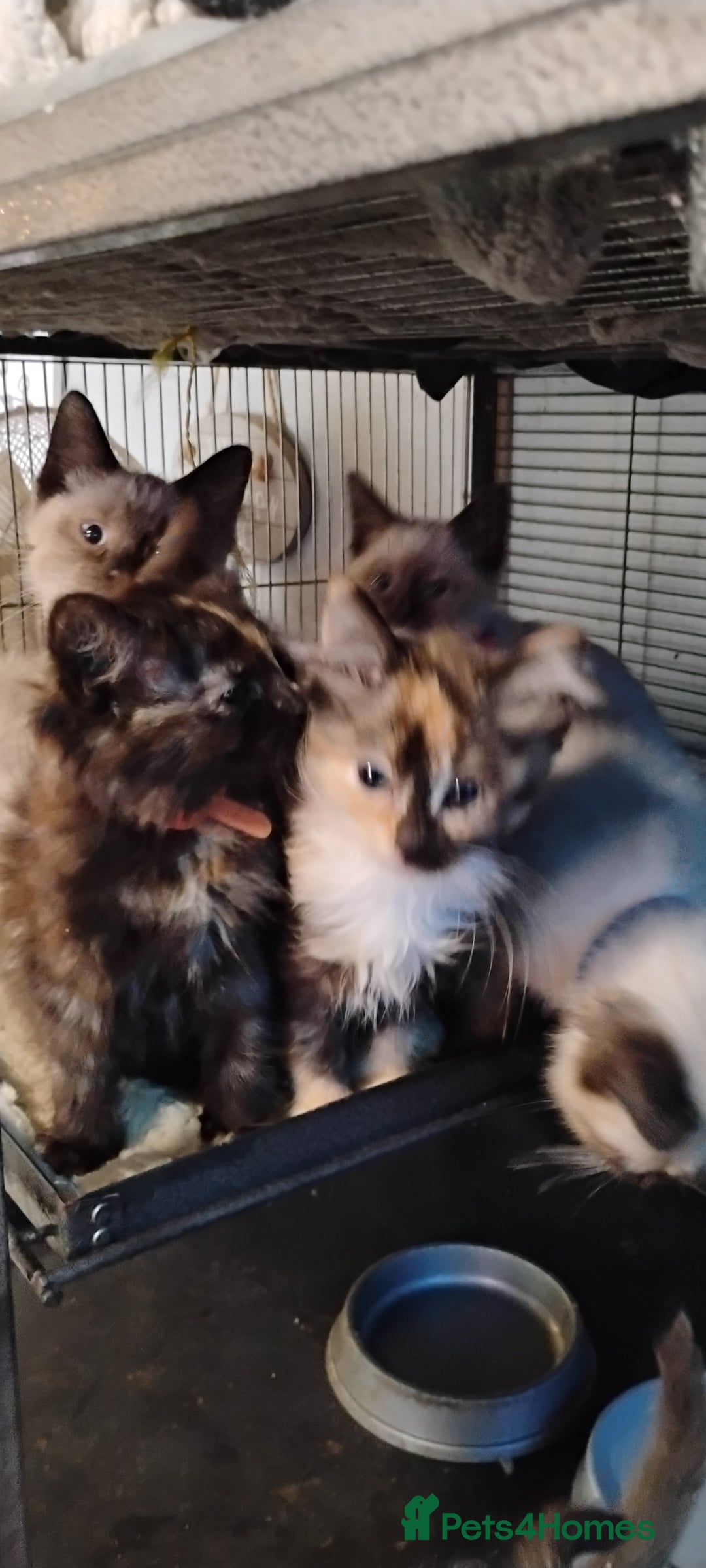 Ragdoll cats for sale: 3/4 ragdoll kittens - Image 1