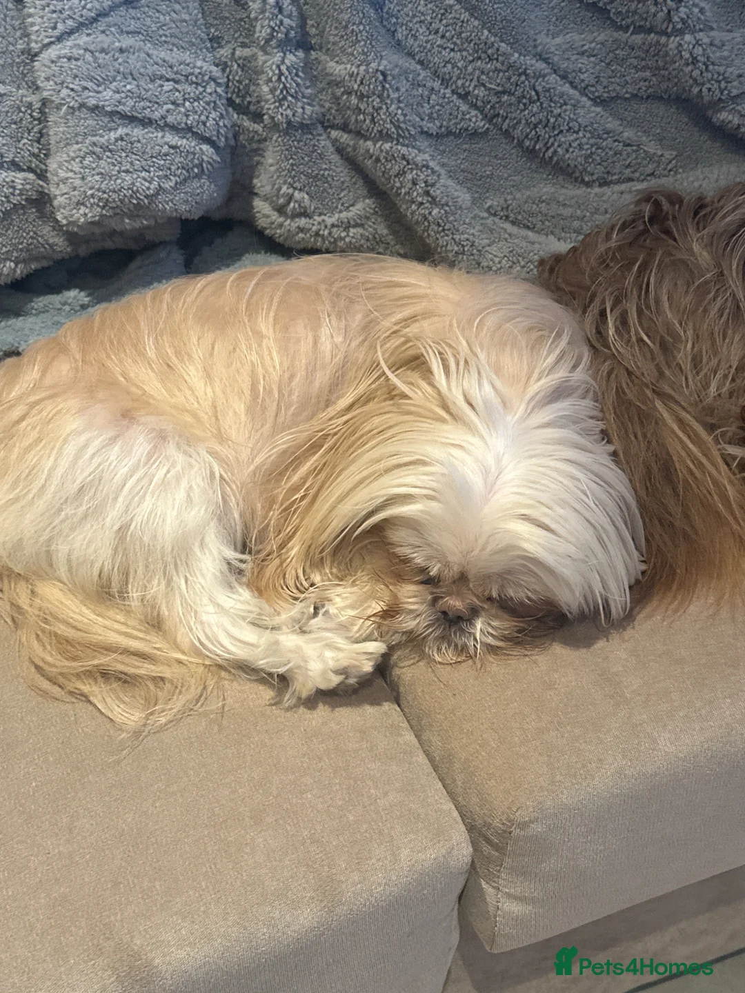 Mixed Breed dogs for sale: Maltipooshi in Burton-on-Trent - Advert 1