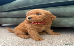 Cockapoo dogs for sale: Beautiful family of cockerpoos - Image 17