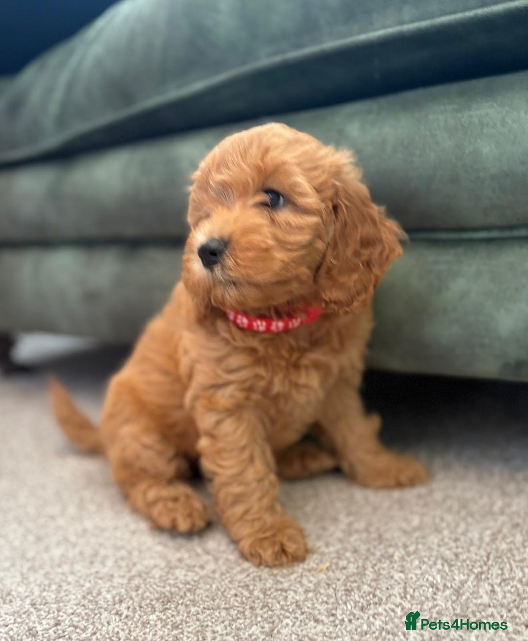 Cockapoo dogs for sale: Beautiful family of cockerpoos - Image 17