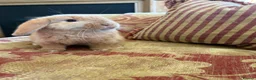 Mini Lop rabbits for sale: Ginger Mini Lop Baby in Dunblane - Advert 2