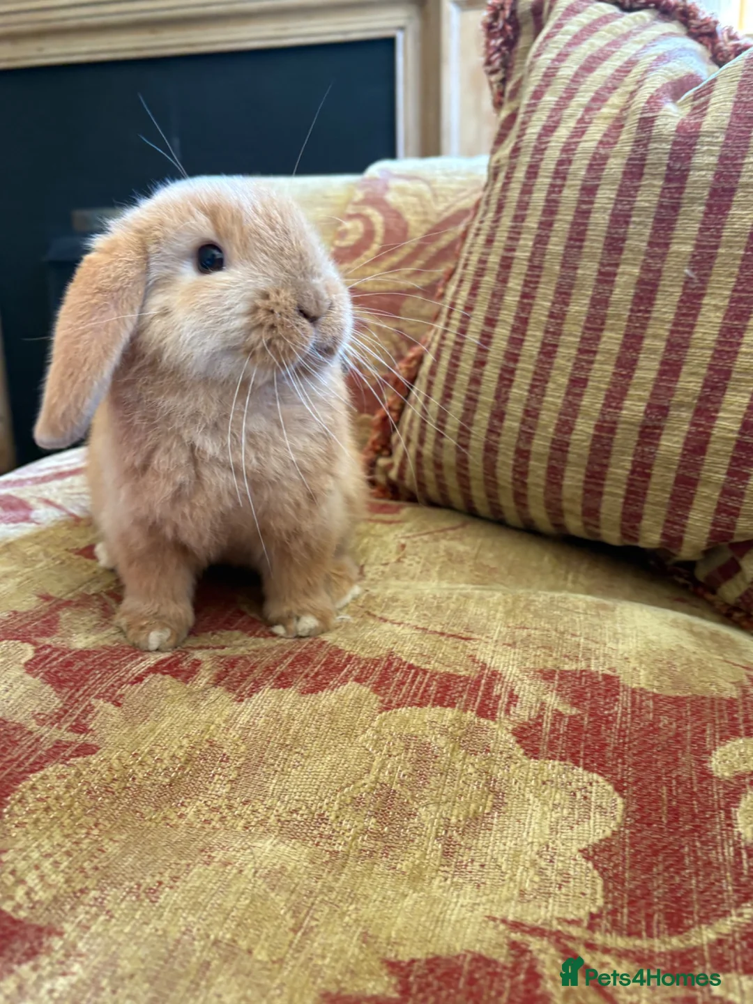 Mini Lop rabbits for sale: Ginger Mini Lop Baby in Dunblane - Advert 2