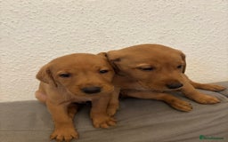 Labrador Retriever dogs for sale: 7 beautiful red fox Labrador puppies for sale.  - Image 13